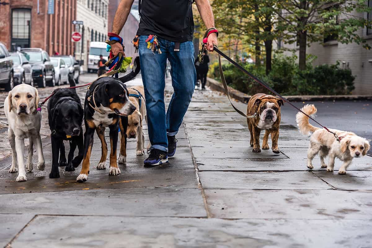 What I Learned From a Decade as a Professional Dog Walker - The