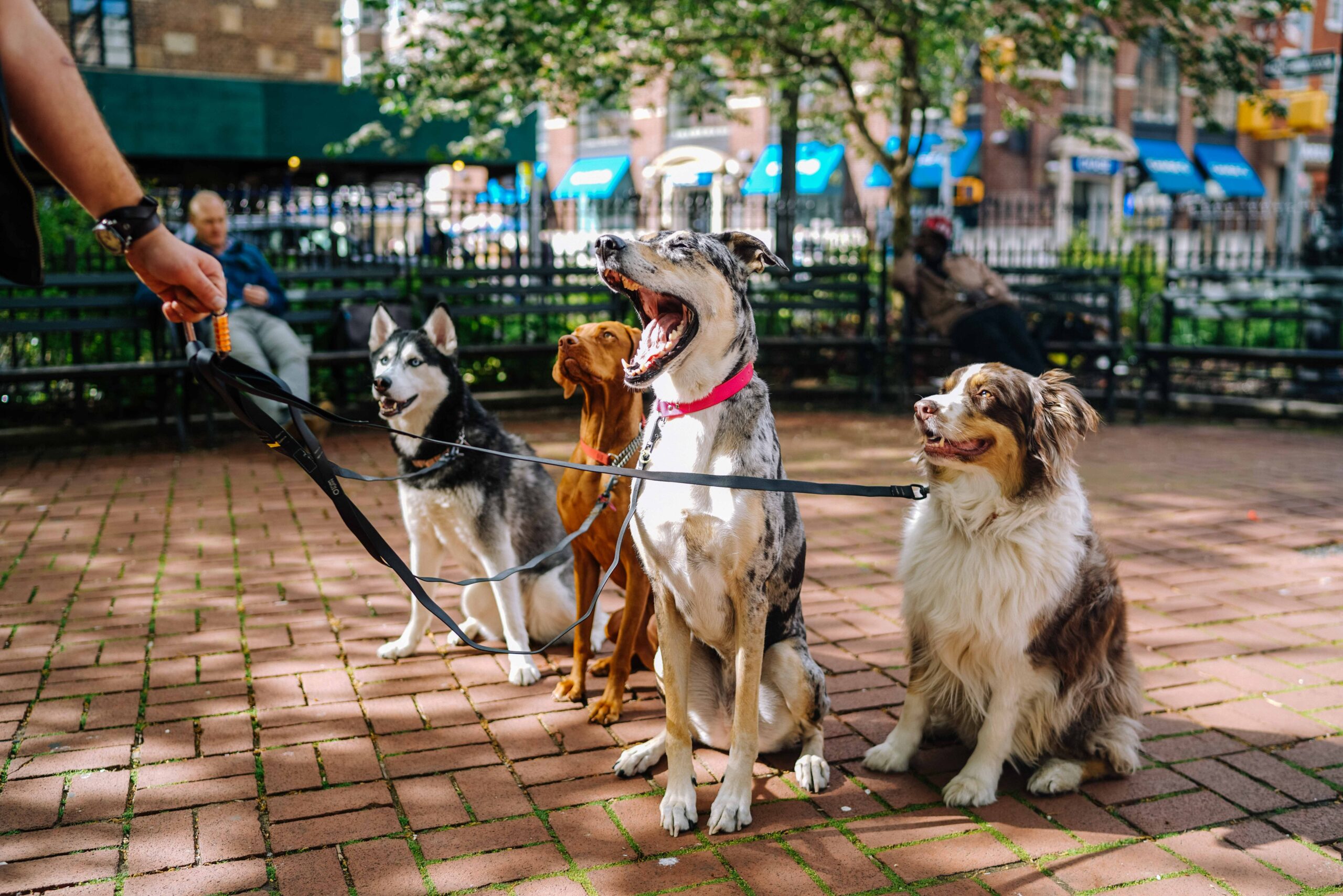 6 Things to Look for When Hiring a Dog Walker