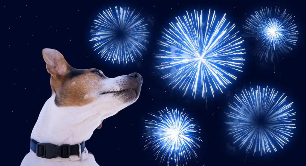dog head against sky with colored fireworks safet 2022 11 11 06 29 30 utc