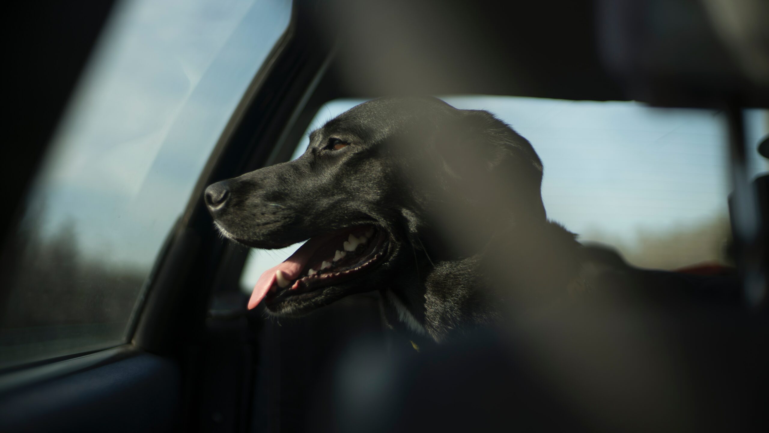 dog in car scaled